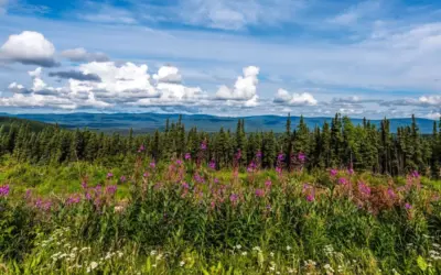 Everything You Need to Know About Fairbanks, Alaska